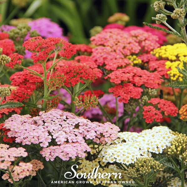 Summer Berries Yarrow Mix Seeds