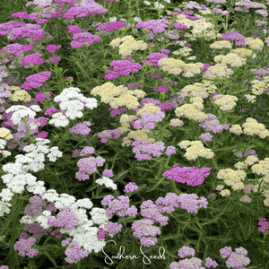Summer Pastels Yarrow Seeds