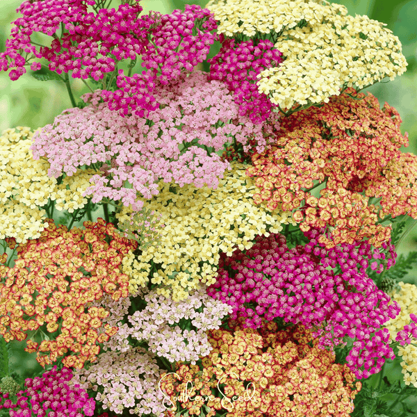 Summer Pastels Yarrow Seeds