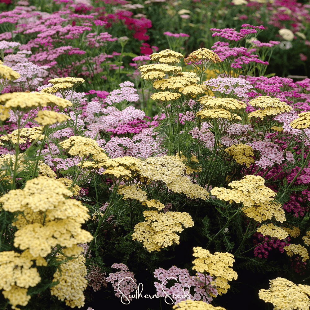 Summer Pastels Yarrow Seeds