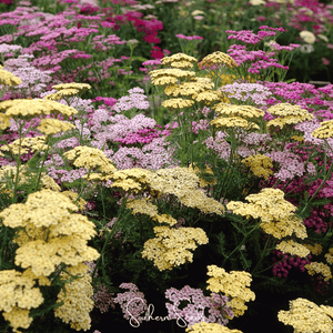 Summer Pastels Yarrow Seeds