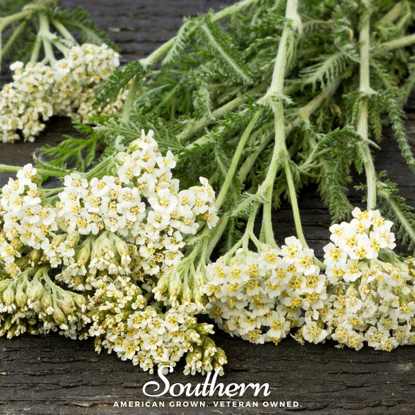 White Yarrow Seeds