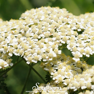 White Yarrow Seeds