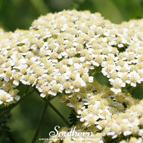 White Yarrow Seeds