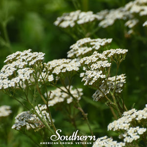 White Yarrow Seeds