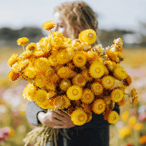 Yellow Strawflower Seeds