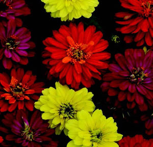 Zahara Double Brilliant Mix Zinnia Seeds