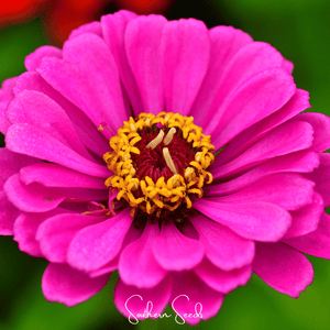 Blueberry Cheesecake Zinnia Seeds