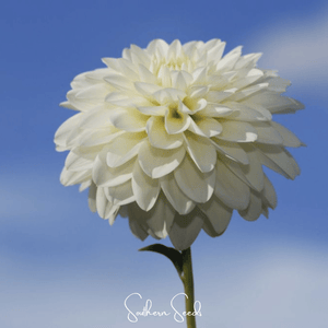 Blueberry Cheesecake Zinnia Seeds