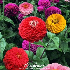 California Giants Zinnia Seeds