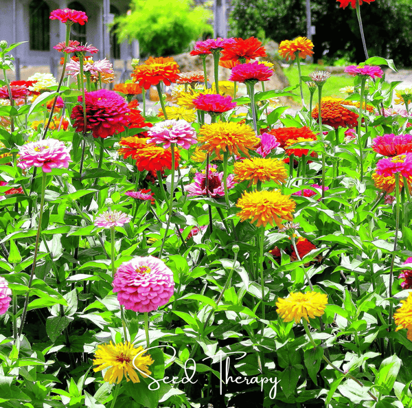 California Giants Zinnia Seeds