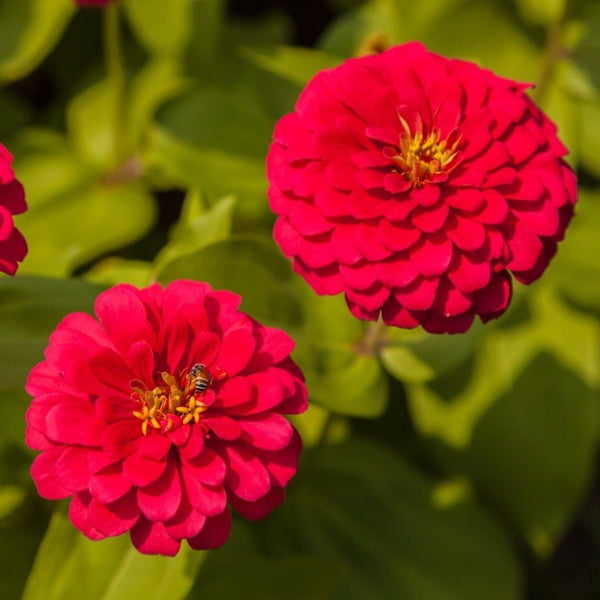 Cherry Queen Zinnia Seeds