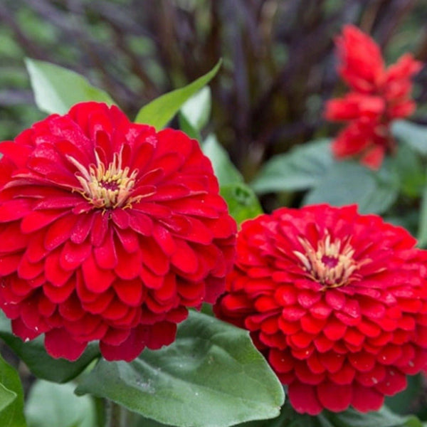 Cherry Queen Zinnia Seeds