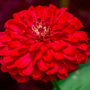 Cherry Queen Zinnia Seeds