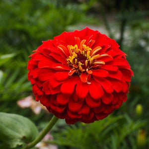 Cherry Queen Zinnia Seeds