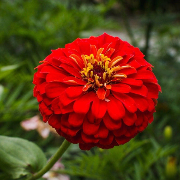 Cherry Queen Zinnia Seeds