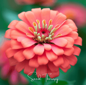 Coral Zinnia Seeds
