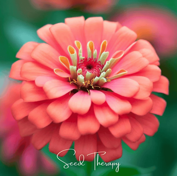 Coral Zinnia Seeds