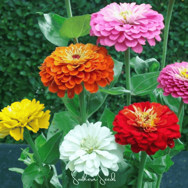 Dahlia Flowered Zinnia Seeds