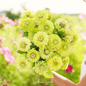 Envy Green Zinnia Seeds