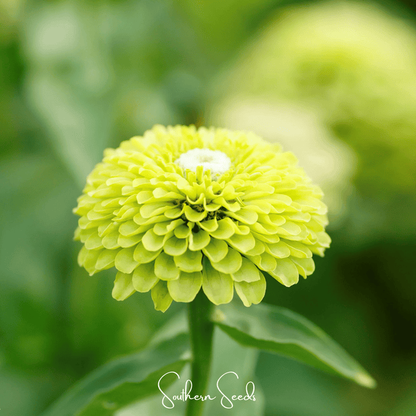 Envy Green Zinnia Seeds