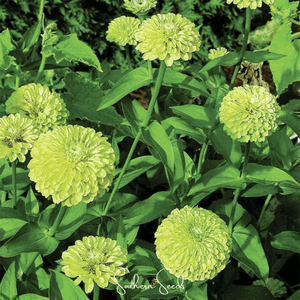 Envy Green Zinnia Seeds