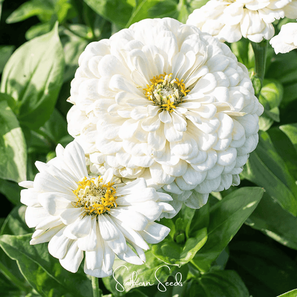 Lemon Meringue Zinnia Seeds