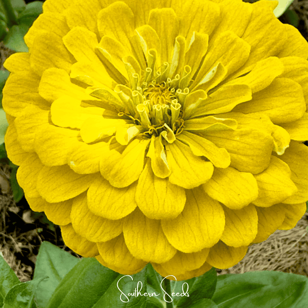 Lemon Meringue Zinnia Seeds