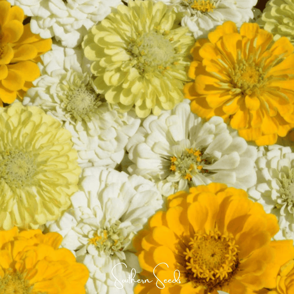 Lemon Meringue Zinnia Seeds