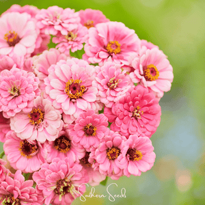 Luminosa Zinnia Seeds