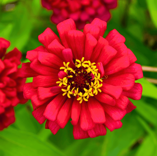 Meteor Zinnia Seeds