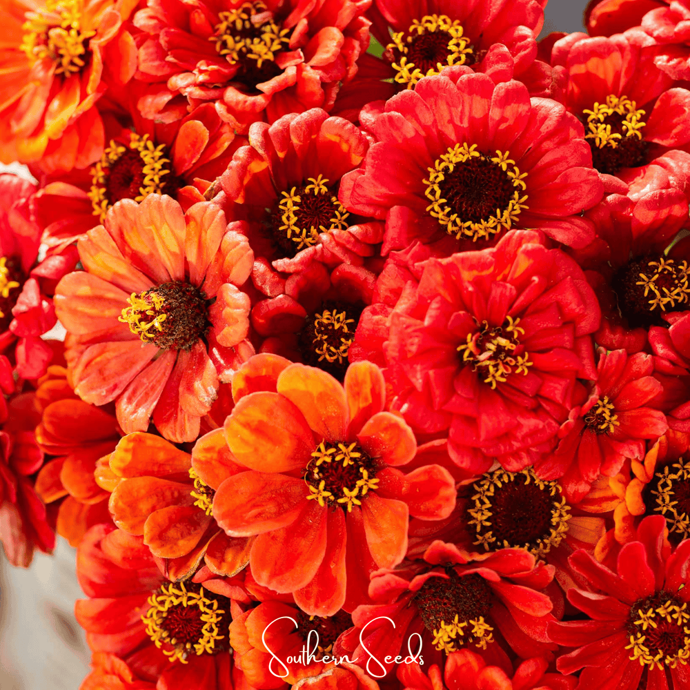 Oriole Zinnia Seeds