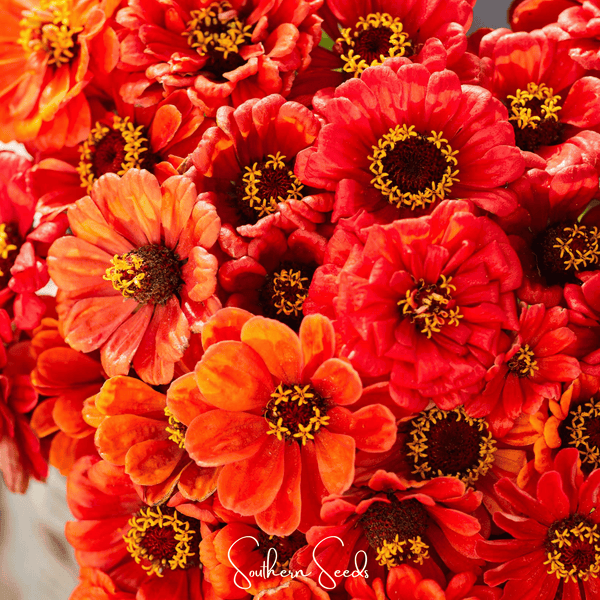 Oriole Zinnia Seeds