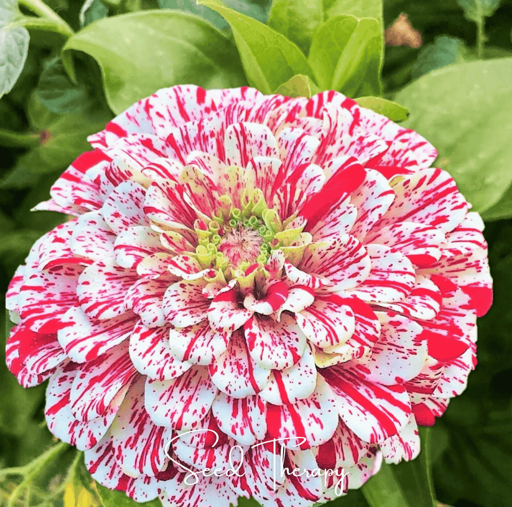 Peppermint Stick Zinnia Seeds
