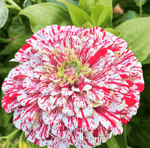 Peppermint Stick Zinnia Seeds