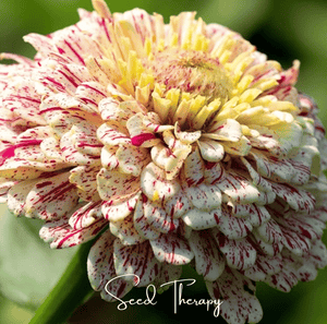 Peppermint Stick Zinnia Seeds