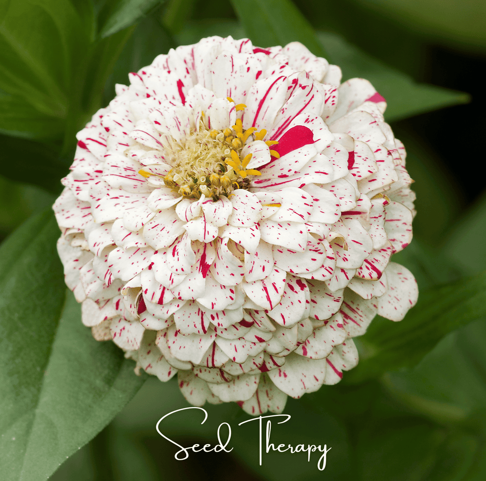 Peppermint Stick Zinnia Seeds