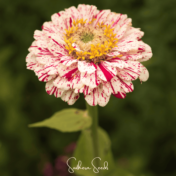 Peppermint Stick Zinnia Seeds