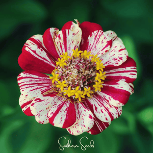 Peppermint Stick Zinnia Seeds