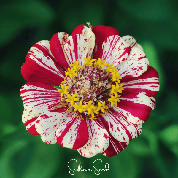 Peppermint Stick Zinnia Seeds