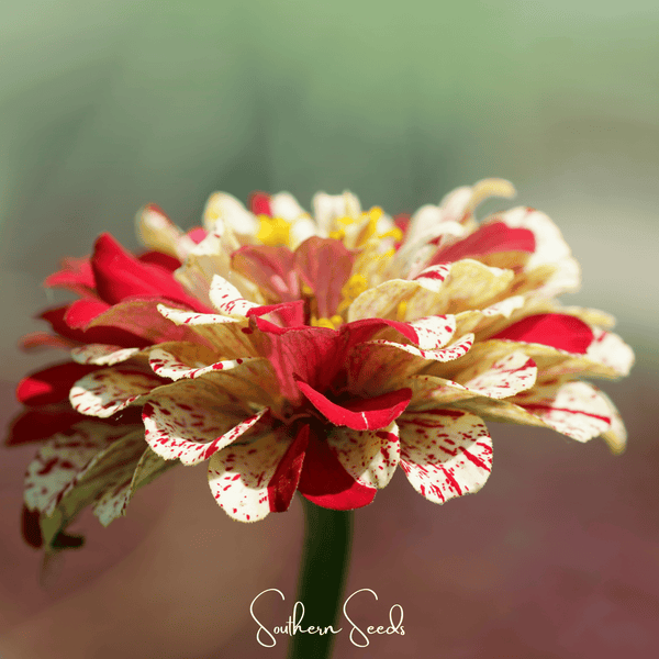 Peppermint Stick Zinnia Seeds