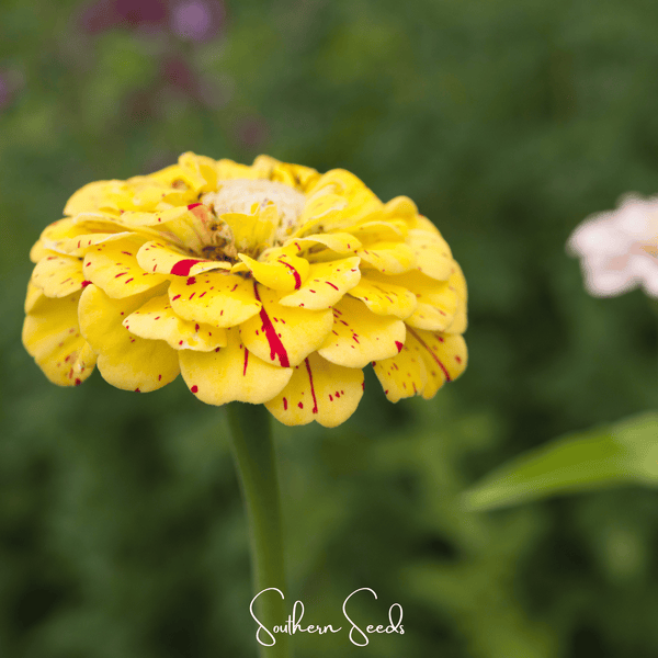 Peppermint Stick Zinnia Seeds
