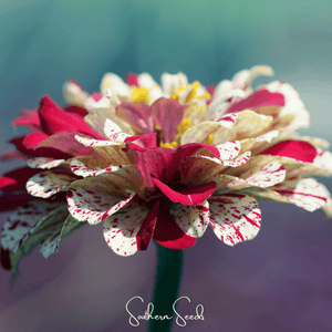 Peppermint Stick Zinnia Seeds