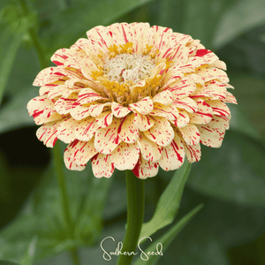 Peppermint Stick Zinnia Seeds