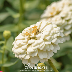 Polar Bear Zinnia Seeds
