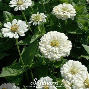Polar Bear Zinnia Seeds