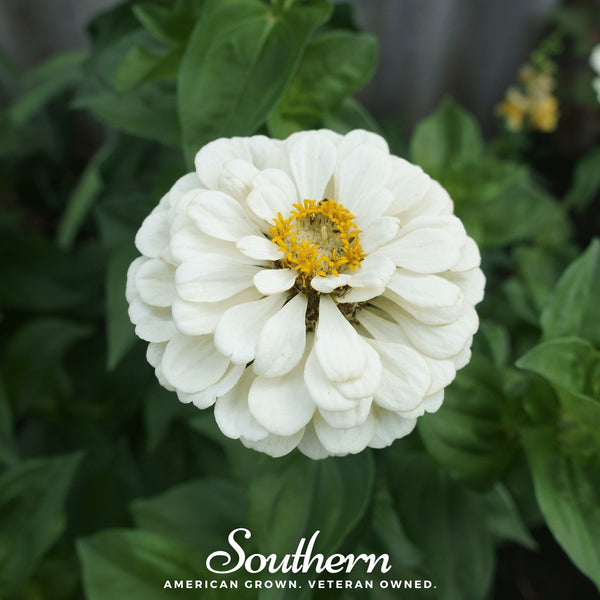 Polar Bear Zinnia Seeds