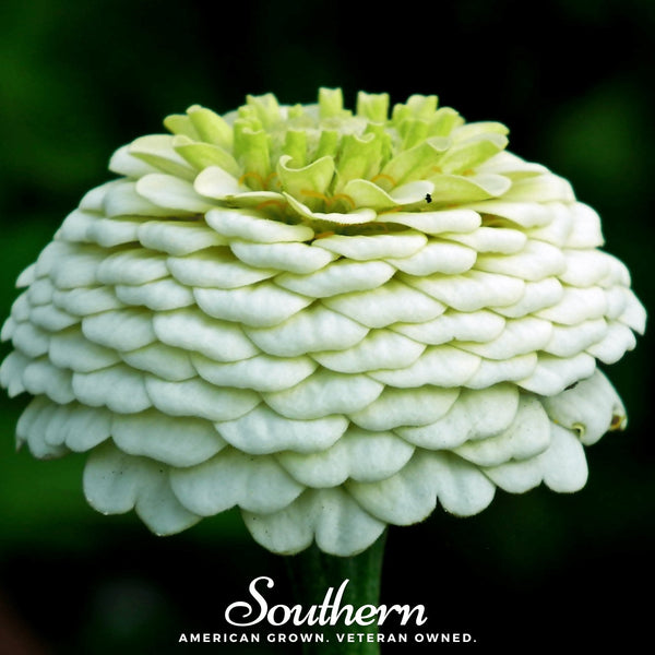 Polar Bear Zinnia Seeds
