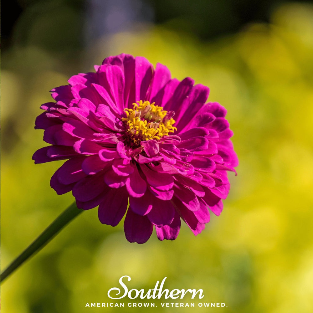 Purple Prince Zinnia Seeds