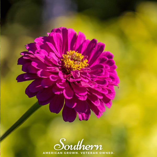 Purple Prince Zinnia Seeds